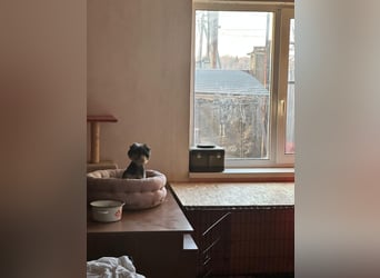 Kleiner Tierschutzhund Dan ❤️ mit großem Charakter sucht sein Zuhause