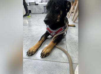 Lari ❤️ fröhliche Junghündin sucht Menschen zum Liebhaben