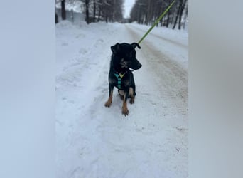 Lari ❤️ fröhliche Junghündin sucht Menschen zum Liebhaben