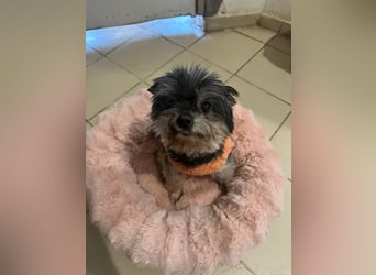 Kleiner Tierschutzhund Dan ❤️ mit großem Charakter sucht sein Zuhause