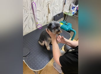 Kleiner Tierschutzhund Dan ❤️ mit großem Charakter sucht sein Zuhause