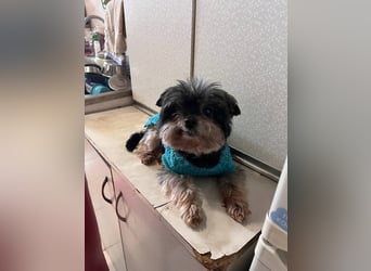 Kleiner Tierschutzhund Dan ❤️ mit großem Charakter sucht sein Zuhause