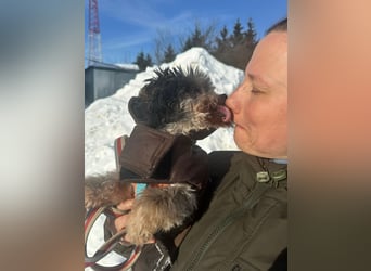 Kleiner Tierschutzhund Dan ❤️ mit großem Charakter sucht sein Zuhause