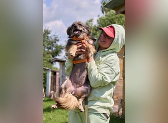 Martyschka ❤️ fröhliche junge Hündin sucht ihr Für-immer-Zuhause