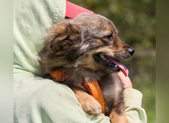 Martyschka ❤️ fröhliche junge Hündin sucht ihr Für-immer-Zuhause