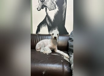 Kozma ❤️ sucht sein Für-Immer-Zuhause