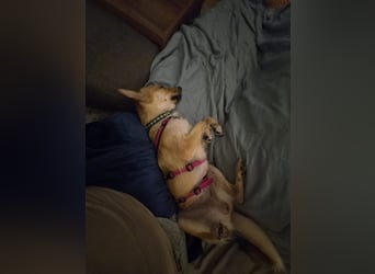 Kuschelige und lernbereite Tasia ❤️ sucht ein passendes Zuhause