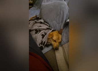 Kuschelige und lernbereite Tasia ❤️ sucht ein passendes Zuhause