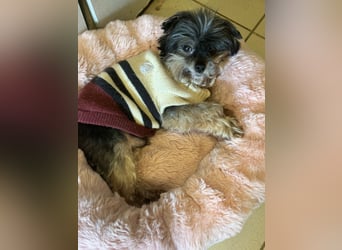 Kleiner Tierschutzhund Dan ❤️ mit großem Charakter sucht sein Zuhause