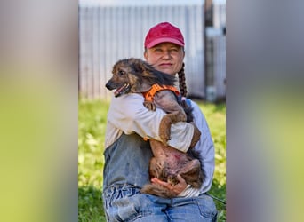 Lucky – Liebevoller kleiner Rüde sucht ein fürsorgliches Zuhause