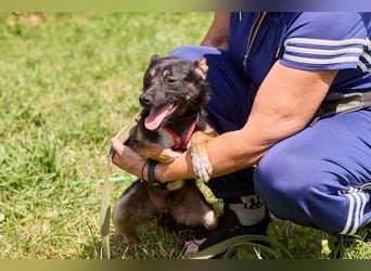 Kleiner Dobby ❤️ sucht geduldige Menschen mit Herz und Verständnis