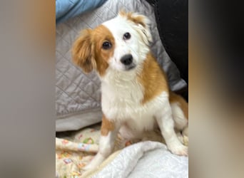 Volna ❤️ kleine Kämpferin mit großem Herzen sucht ihre Herzensmenschen