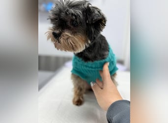 Kleiner Tierschutzhund Dan ❤️ mit großem Charakter sucht sein Zuhause