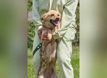Zaria ❤️ kleine, freundliche Hündin sucht ihr Zuhause