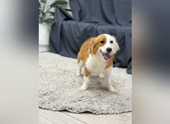 Volna ❤️ kleine Kämpferin mit großem Herzen sucht ihre Herzensmenschen