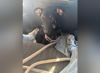 Lari ❤️ fröhliche Junghündin sucht Menschen zum Liebhaben