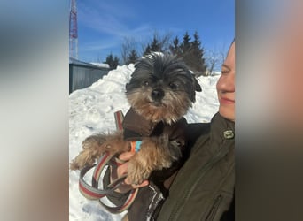 Kleiner Tierschutzhund Dan ❤️ mit großem Charakter sucht sein Zuhause