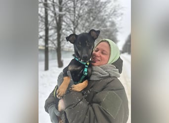 Lari ❤️ fröhliche Junghündin sucht Menschen zum Liebhaben