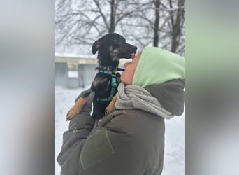 Lari ❤️ fröhliche Junghündin sucht Menschen zum Liebhaben