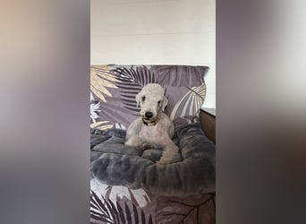Kozma ❤️ sucht sein Für-Immer-Zuhause