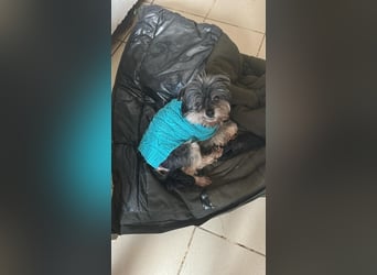 Kleiner Tierschutzhund Dan ❤️ mit großem Charakter sucht sein Zuhause