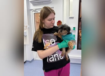 Kleiner Tierschutzhund Dan ❤️ mit großem Charakter sucht sein Zuhause