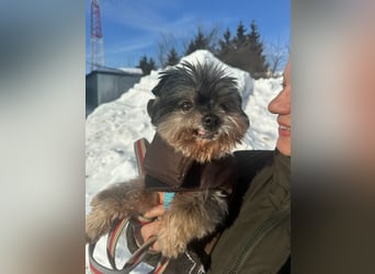 Kleiner Tierschutzhund Dan ❤️ mit großem Charakter sucht sein Zuhause