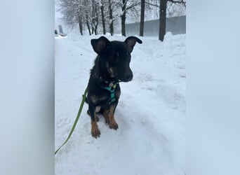 Lari ❤️ fröhliche Junghündin sucht Menschen zum Liebhaben