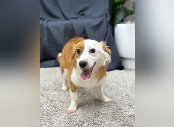 Volna ❤️ kleine Kämpferin mit großem Herzen sucht ihre Herzensmenschen