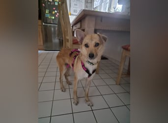 Kuschelige und lernbereite Tasia ❤️ sucht ein passendes Zuhause