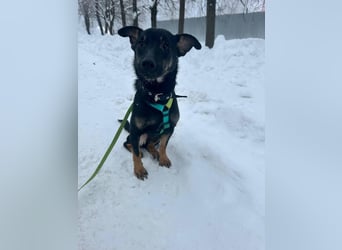 Lari ❤️ fröhliche Junghündin sucht Menschen zum Liebhaben