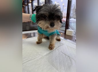 Kleiner Tierschutzhund Dan ❤️ mit großem Charakter sucht sein Zuhause