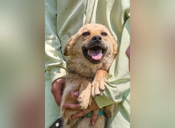 Zaria ❤️ kleine, freundliche Hündin sucht ihr Zuhause
