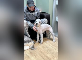 Kozma ❤️ sucht sein Für-Immer-Zuhause