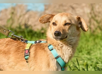 Kuschelige und lernbereite Tasia ❤️ sucht ein passendes Zuhause
