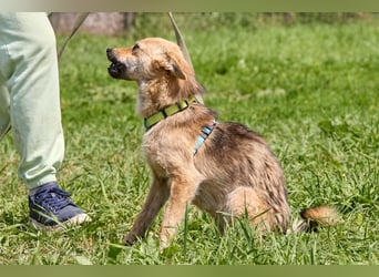 Zaria ❤️ kleine, freundliche Hündin sucht ihr Zuhause