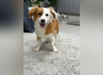 Volna ❤️ kleine Kämpferin mit großem Herzen sucht ihre Herzensmenschen