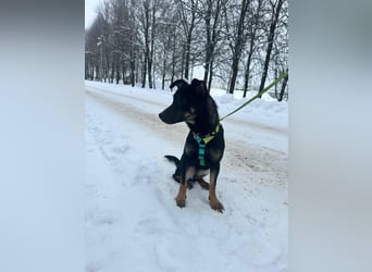 Lari ❤️ fröhliche Junghündin sucht Menschen zum Liebhaben