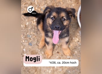 Kleiner Mogli