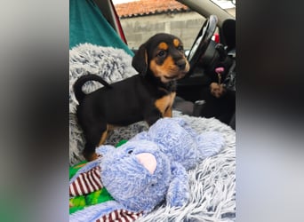 Welpenmädchen Mia sucht ihr happy end ❤️