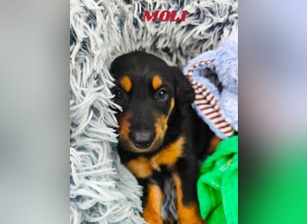 Welpenjunge Moli sucht sein forever Home ❤️