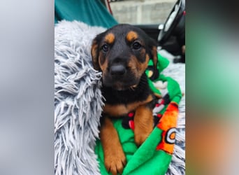 Welpe Maša sucht ihre Familie ❤️