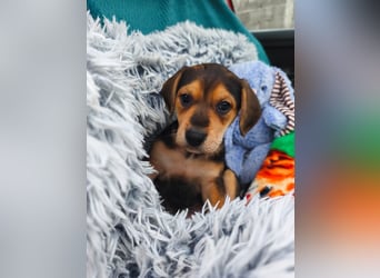 Welpe Mila sucht ihr Zuhause ❤️