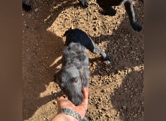 Welpenalarm! Kleine Schätze suchen große Herzen! ❤️