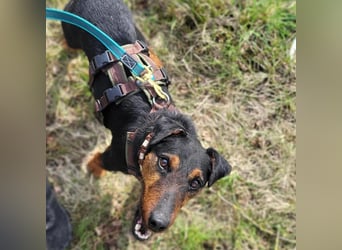 Terrier-Mix Vasko sucht Zuhause❤️