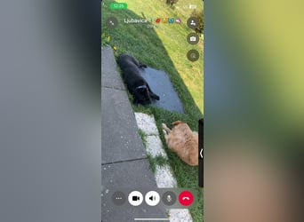 PENi sucht ihre ❤️-menschen
