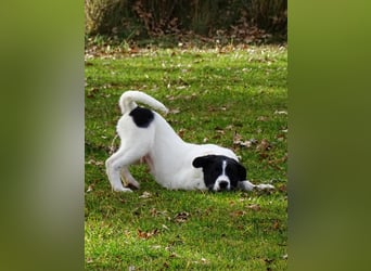 Welpe KUMIN sucht Für-Immer-Körbchen ❤️