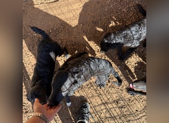 Welpenalarm! Kleine Schätze suchen große Herzen! ❤️