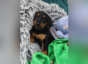 Welpenjunge Moli sucht sein forever Home ❤️