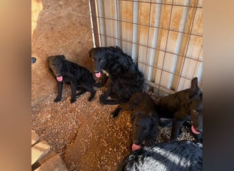 Welpenalarm! Kleine Schätze suchen große Herzen! ❤️